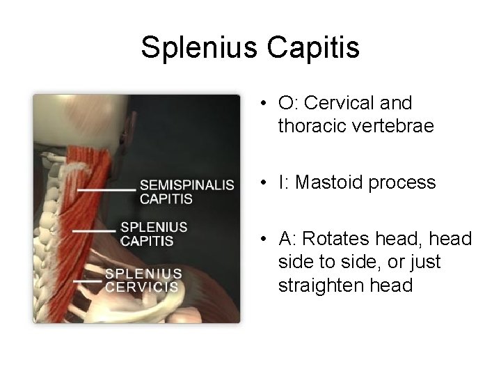 Splenius Capitis • O: Cervical and thoracic vertebrae • I: Mastoid process • A: