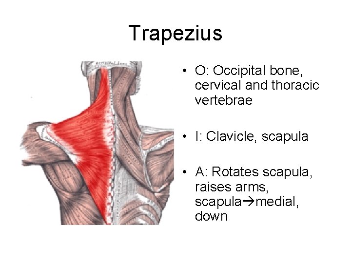 Trapezius • O: Occipital bone, cervical and thoracic vertebrae • I: Clavicle, scapula •