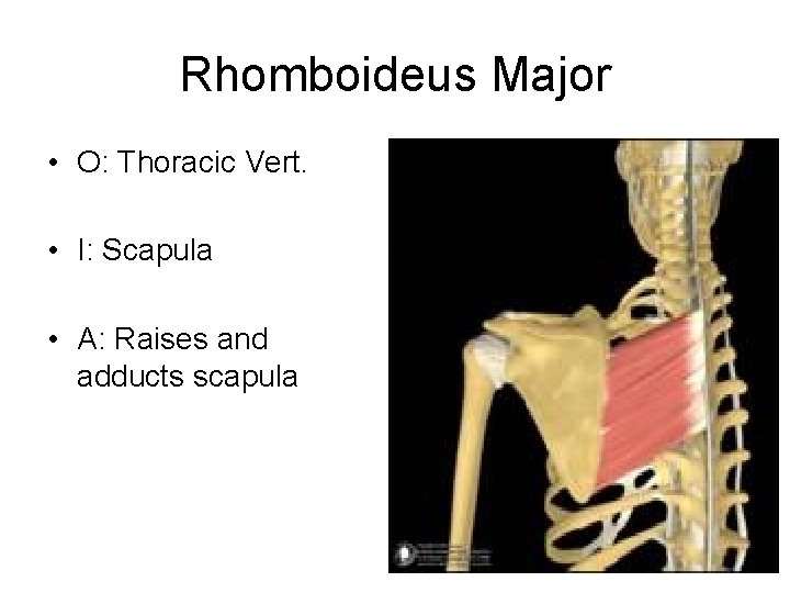 Rhomboideus Major • O: Thoracic Vert. • I: Scapula • A: Raises and adducts