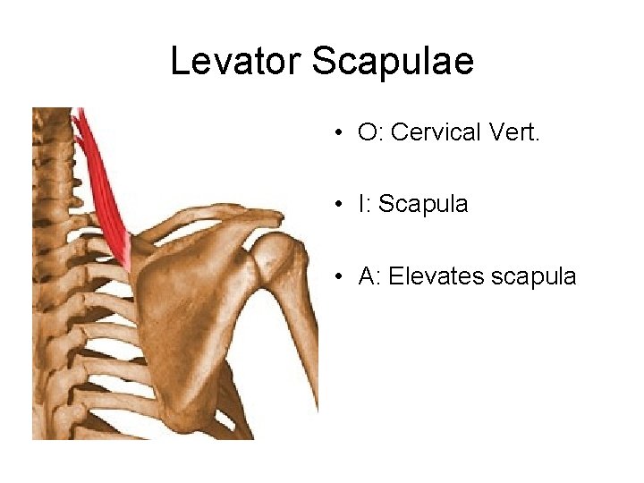 Levator Scapulae • O: Cervical Vert. • I: Scapula • A: Elevates scapula 