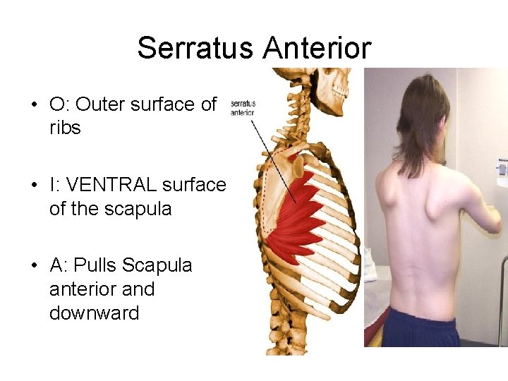 Serratus Anterior • O: Outer surface of ribs • I: VENTRAL surface of the