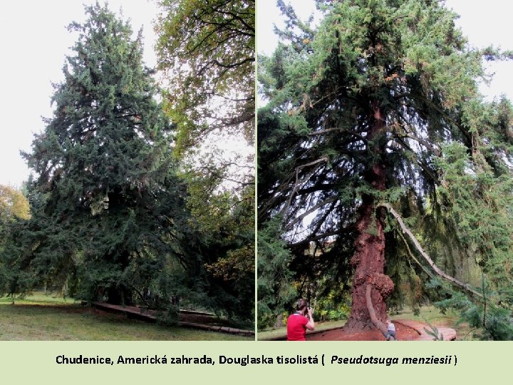 Chudenice, Americká zahrada, Douglaska tisolistá ( Pseudotsuga menziesii ) 