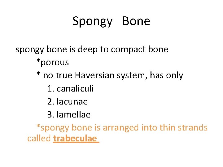 Spongy Bone spongy bone is deep to compact bone *porous * no true Haversian