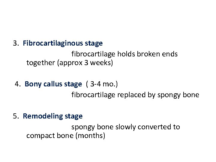 3. Fibrocartilaginous stage fibrocartilage holds broken ends together (approx 3 weeks) 4. Bony callus