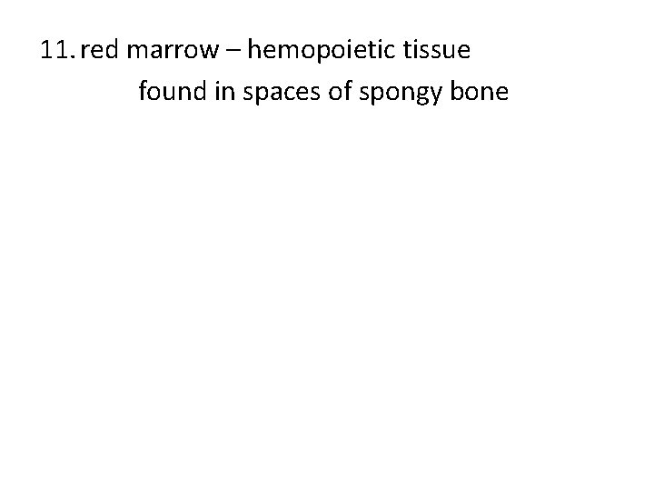 11. red marrow – hemopoietic tissue found in spaces of spongy bone 