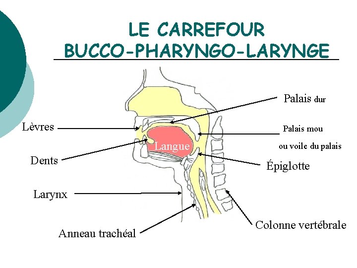 LE CARREFOUR BUCCO-PHARYNGO-LARYNGE Palais dur Lèvres Palais mou Langue Dents ou voile du palais