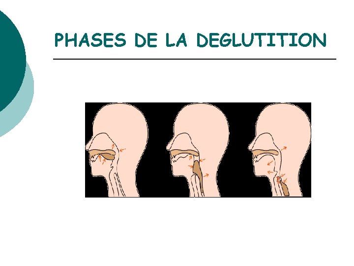 PHASES DE LA DEGLUTITION 