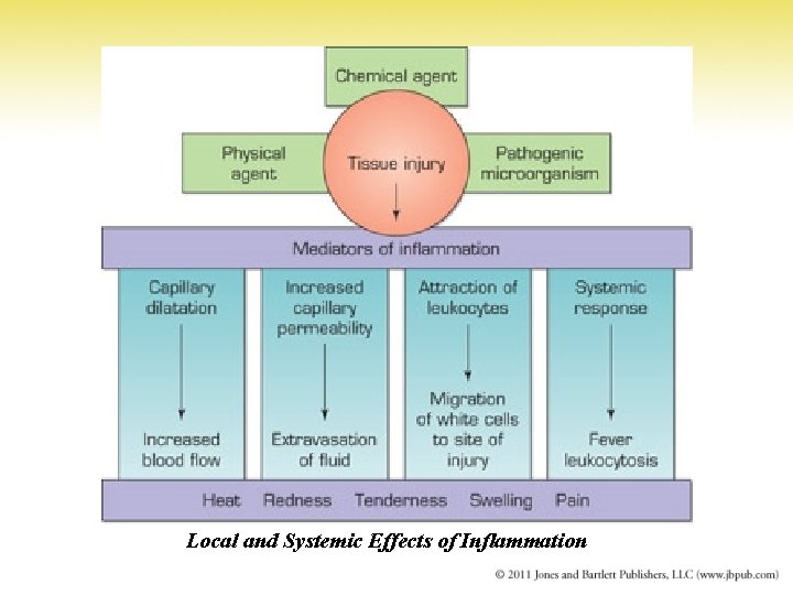 Local and Systemic Effects of Inflammation 