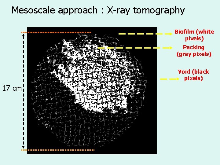Mesoscale approach : X-ray tomography Biofilm (white pixels) Packing (gray pixels) Void (black pixels)