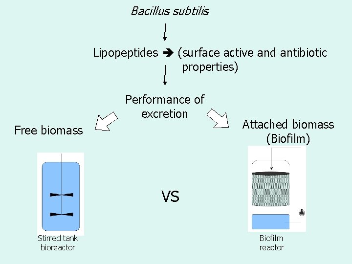 Bacillus subtilis Lipopeptides (surface active and antibiotic properties) Performance of excretion Free biomass Attached