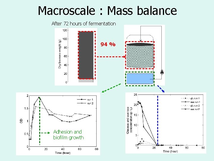 Macroscale : Mass balance After 72 hours of fermentation 94 % Adhesion and biofilm