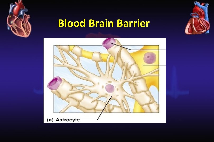 Blood Brain Barrier 