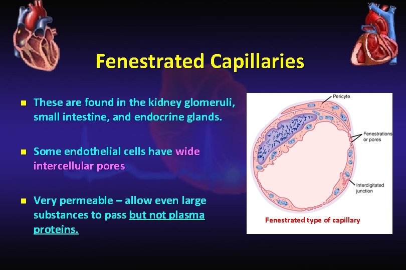 Fenestrated Capillaries n These are found in the kidney glomeruli, small intestine, and endocrine