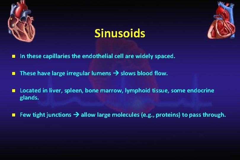 Sinusoids n In these capillaries the endothelial cell are widely spaced. n These have