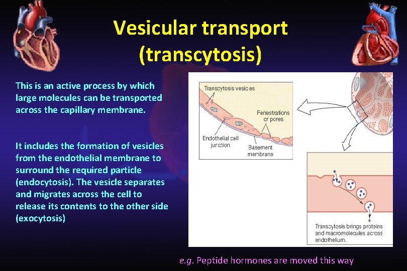 Vesicular transport (transcytosis) This is an active process by which large molecules can be