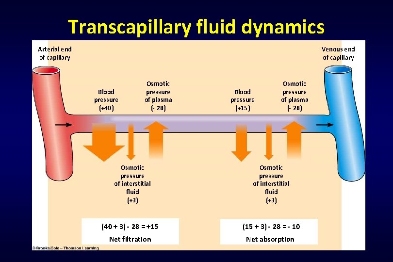 Transcapillary fluid dynamics Arterial end of capillary Venous end of capillary Blood pressure (+40)