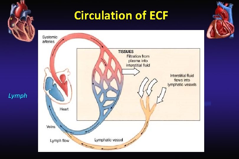 Circulation of ECF Lymph 