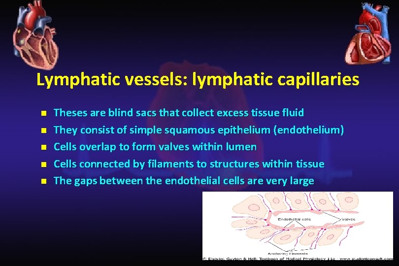 Lymphatic vessels: lymphatic capillaries n n n Theses are blind sacs that collect excess