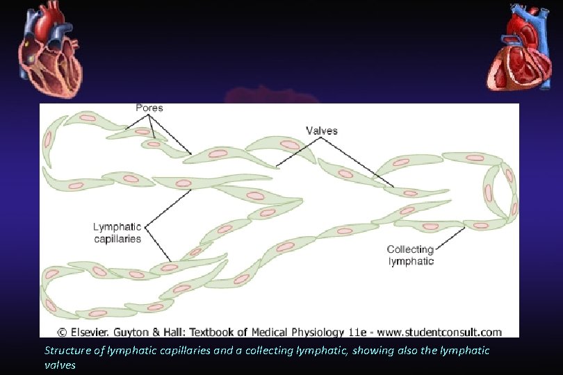 Structure of lymphatic capillaries and a collecting lymphatic, showing also the lymphatic valves 