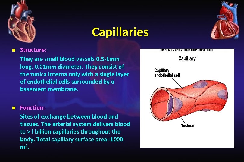 Capillaries n Structure: They are small blood vessels 0. 5 -1 mm long, 0.