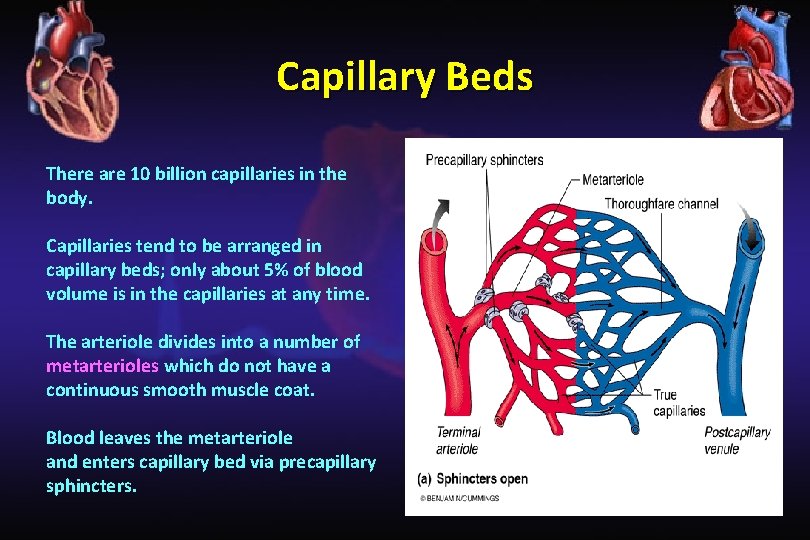 Capillary Beds There are 10 billion capillaries in the body. Capillaries tend to be