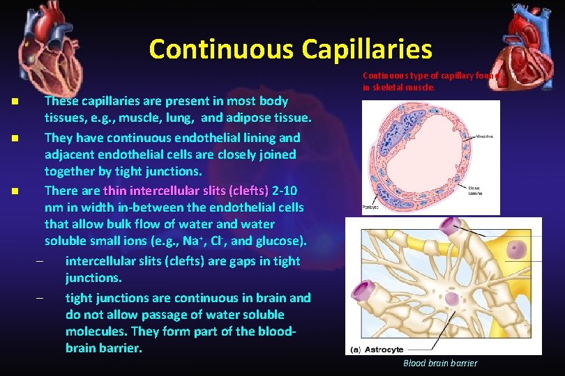 Continuous Capillaries n n n These capillaries are present in most body tissues, e.