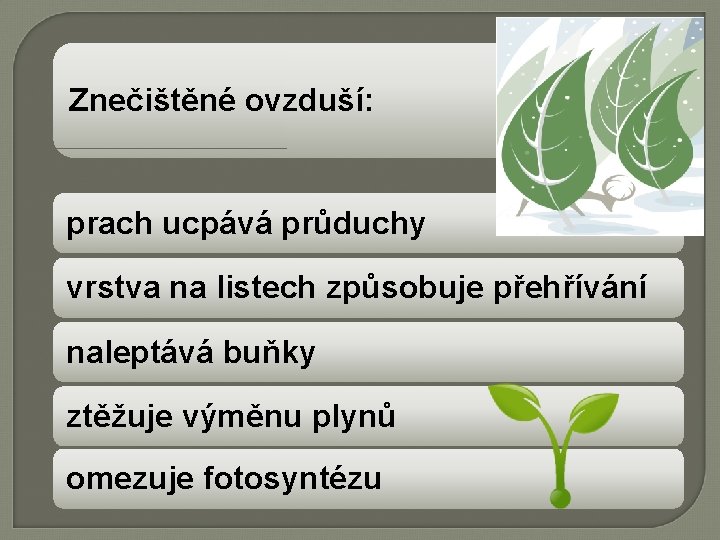 Znečištěné ovzduší: prach ucpává průduchy vrstva na listech způsobuje přehřívání naleptává buňky ztěžuje výměnu