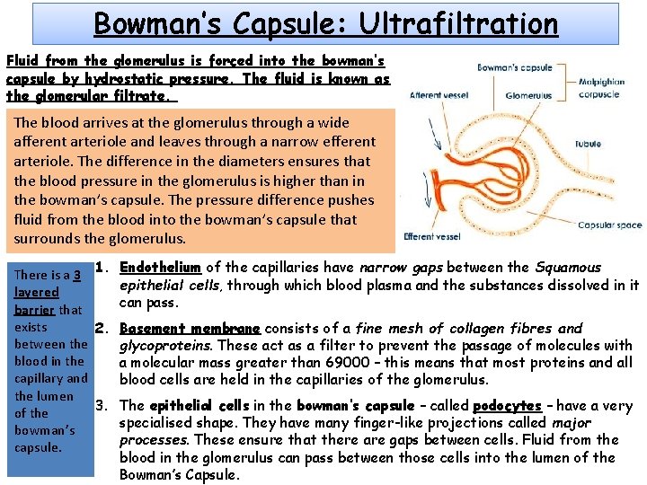Bowman’s Capsule: Ultrafiltration Fluid from the glomerulus is forced into the bowman’s capsule by