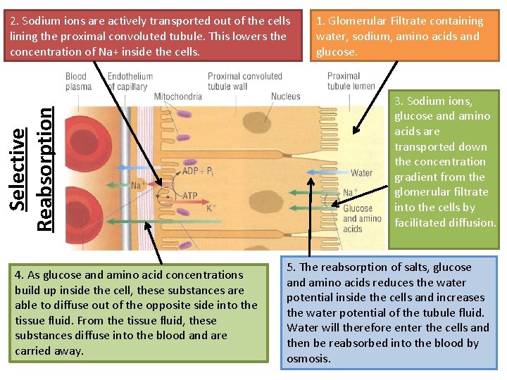 Selective Reabsorption 2. Sodium ions are actively transported out of the cells lining the