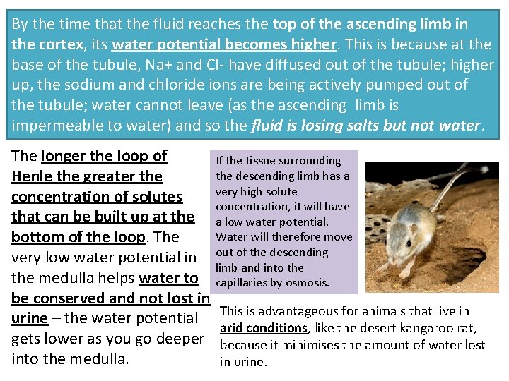 By the time that the fluid reaches the top of the ascending limb in