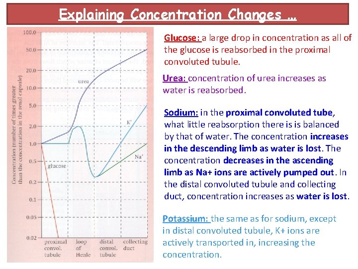 Explaining Concentration Changes … Glucose: a large drop in concentration as all of the
