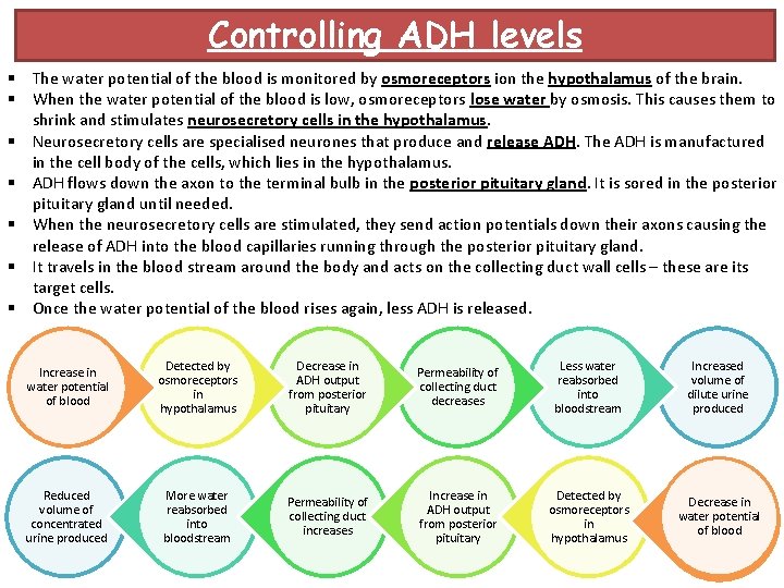 Controlling ADH levels § The water potential of the blood is monitored by osmoreceptors