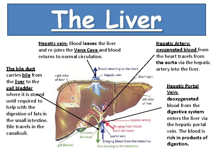 The Liver Hepatic vein: Blood leaves the liver and re-joins the Vena Cava and