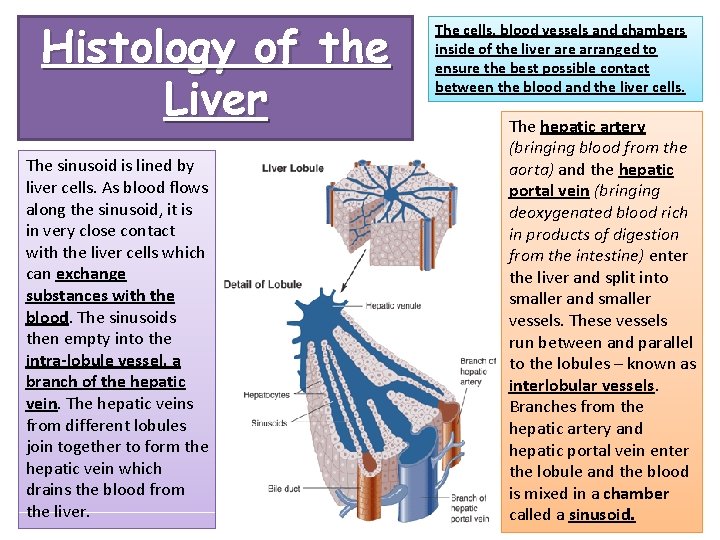 Histology of the Liver The sinusoid is lined by liver cells. As blood flows