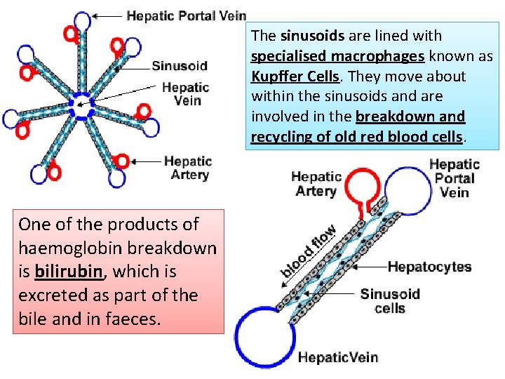 The sinusoids are lined with specialised macrophages known as Kupffer Cells. They move about
