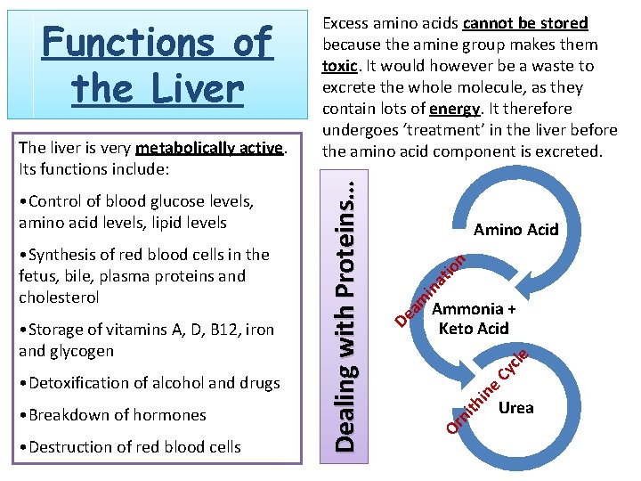  • Destruction of red blood cells n at io cle Cy in e