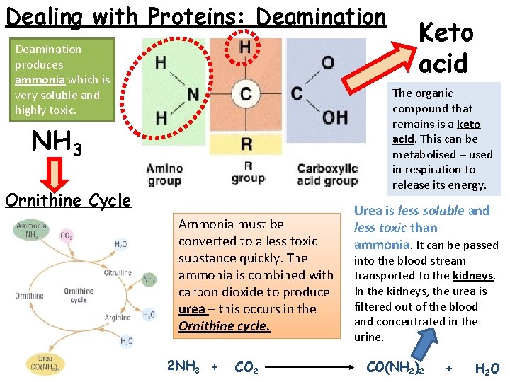 Dealing with Proteins: Deamination produces ammonia which is very soluble and highly toxic. Keto