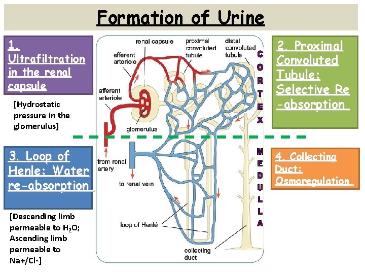 Formation of Urine 1. Ultrafiltration in the renal capsule [Hydrostatic pressure in the glomerulus]