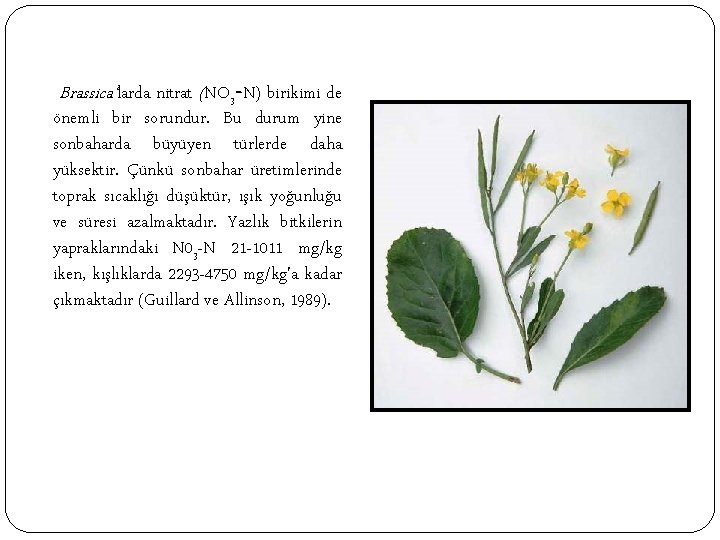 Brassica‘larda nitrat (NO 3 -N) birikimi de önemli bir sorundur. Bu durum yine sonbaharda