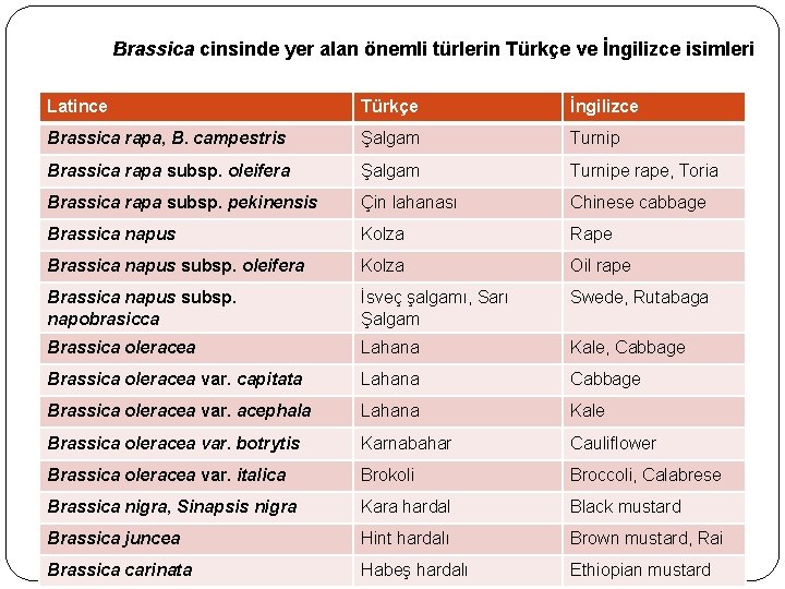 Brassica cinsinde yer alan önemli türlerin Türkçe ve İngilizce isimleri Latince Türkçe İngilizce Brassica