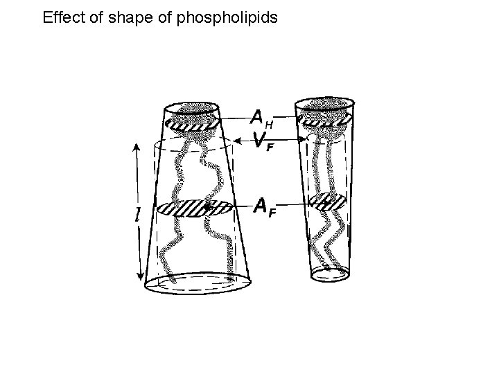 Effect of shape of phospholipids 
