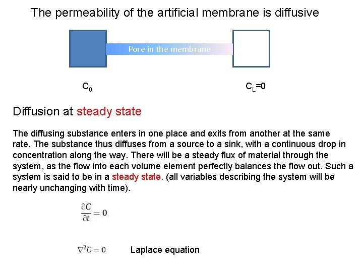 The permeability of the artificial membrane is diffusive Pore in the membrane C 0