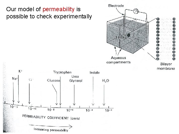 Our model of permeability is possible to check experimentally 