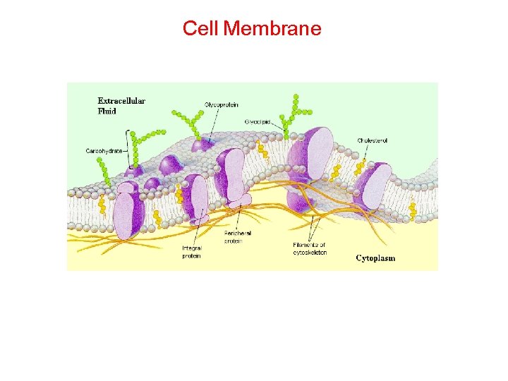 Cell Membrane Cell 