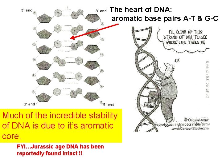 The heart of DNA: aromatic base pairs A-T & G-C Much of the incredible The heart of DNA: aromatic base pairs A-T & G-C Much of the incredible