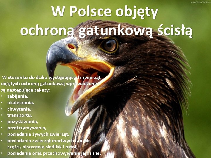 W Polsce objęty ochroną gatunkową ścisłą W stosunku do dziko występujących zwierząt objętych ochroną