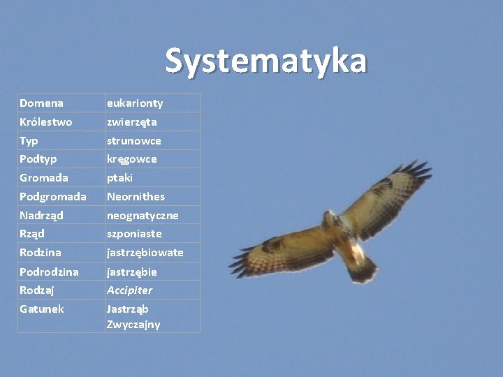 Systematyka Domena Królestwo Typ Podtyp Gromada Podgromada Nadrząd Rodzina eukarionty zwierzęta strunowce kręgowce ptaki