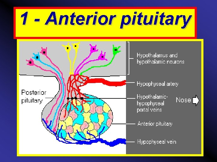1 - Anterior pituitary 