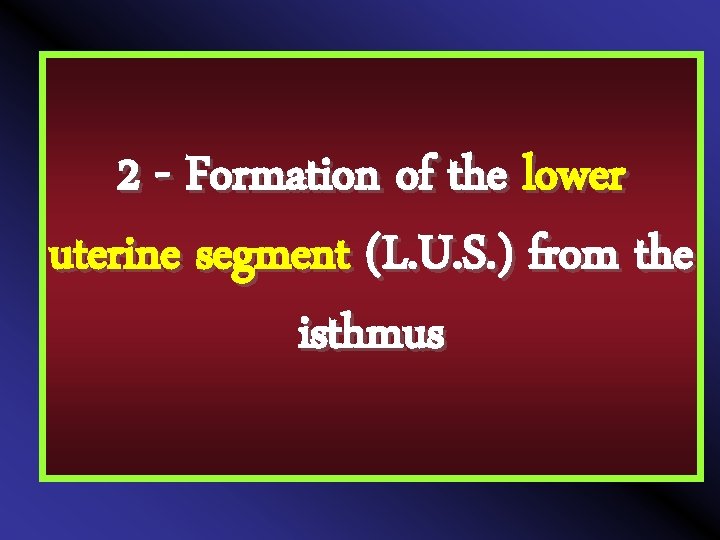 2 - Formation of the lower uterine segment (L. U. S. ) from the