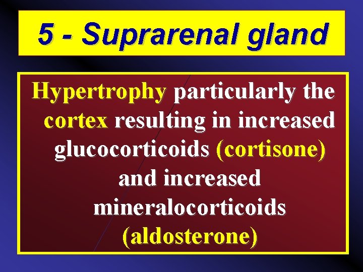 5 - Suprarenal gland Hypertrophy particularly the cortex resulting in increased glucocorticoids (cortisone) and